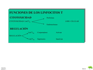 M.E.S 
FUNCIONES DE LOS LINFOCITOS T 
CITOTOXICIDAD Perforinas 
CITOTOXICIDAD: Linf T8c LISIS CELULAR 
Endonucleasas 
REGULACIÓN 
Linf T4H Cooperadores Activan 
REGULACIÓN 
Linf T8S Supresores Inactivan 
Funciones 
linfocitos T 
 