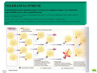 M.E.S 
TOLERANCIA INMUNE 
Capacidad del sistema inmunitario para reconocer los antígenos propios y no rechazarlos. 
Imprescindible para evitar la autodestrucción 
Primera selección positiva: En el proceso de diferenciación de las células T, en el Timo, son seleccionadas SOLO aquellas capaces de 
reconocer al autoantígeno propio 
Segunda selección negativa son eliminados aquellos linfocitos que se unen a autoantigenos + antígenos propios 
Un mecanismo similar se realizaría en la maduración de los linfocitos B, para no producir anticuerpos que interaccionen con los antígenos 
propios 
Tolerancia 
inmune 
 