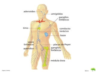 Organos Linfoides M.E.S 
 