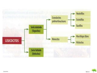 Leucocitos M.E.S 
 