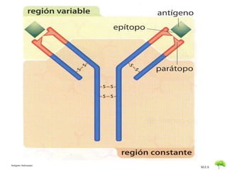 M.E.S 
Antigeno Anticuerpo 
 