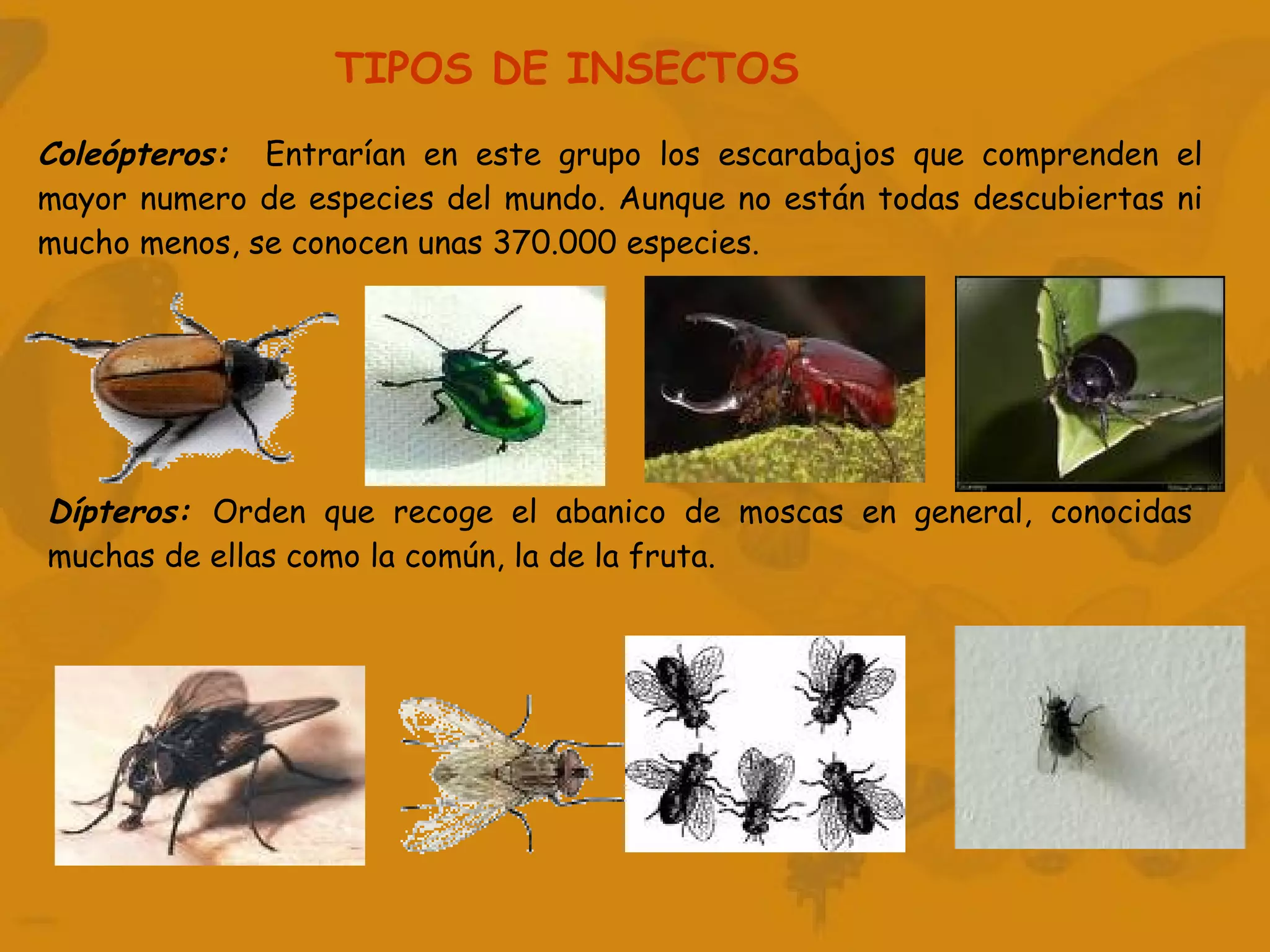 TIPOS DE INSECTOS Coleópteros:   Entrarían en este grupo los escarabajos que comprenden el mayor numero de especies del mundo. Aunque no están todas descubiertas ni mucho menos, se conocen unas 370.000 especies. Dípteros:  Orden que recoge el abanico de moscas en general, conocidas muchas de ellas como la común, la de la fruta. 