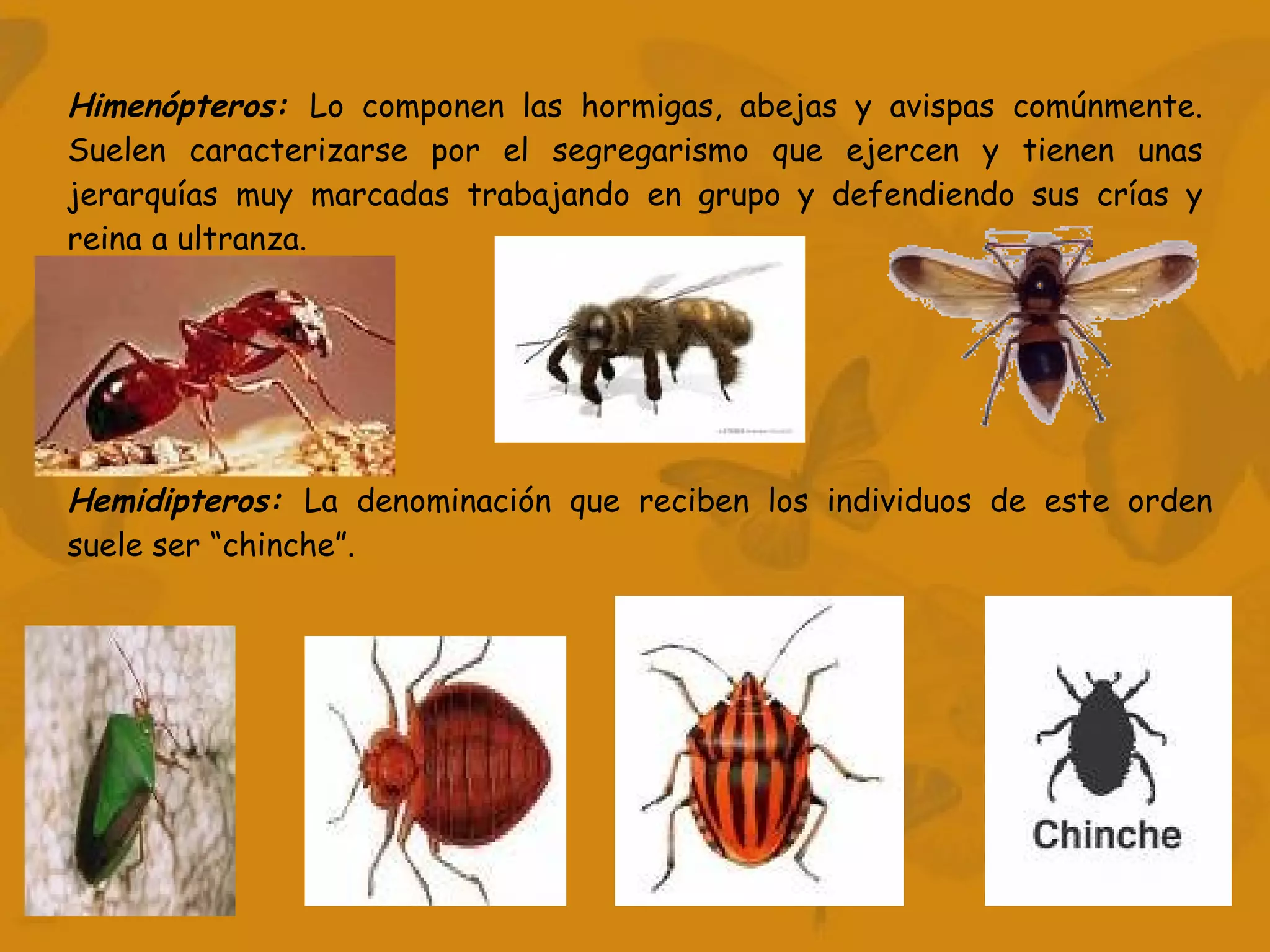Hemidipteros:  La denominación que reciben los individuos de este orden suele ser “chinche”.   Himenópteros:  Lo componen las hormigas, abejas y avispas comúnmente. Suelen caracterizarse por el segregarismo que ejercen y tienen unas jerarquías muy marcadas trabajando en grupo y defendiendo sus crías y reina a ultranza.   