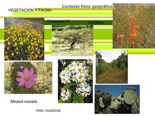 Contexto físico geográfico VEGETACION Y FAUNA: Cempasúchil Castilleja Mirasol morado PINO ,HUIZACHE 