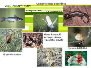 Contexto físico geográfico VEGETACION Y FAUNA: El Bagre de Canal La Salamandra El cuclillo marrón Hembra del Colibrí Garza Blanca, El Achoque, Ajolote, Tlacuache, Coyote 