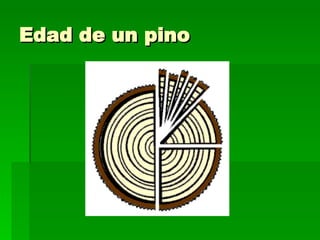 Edad de un pino 