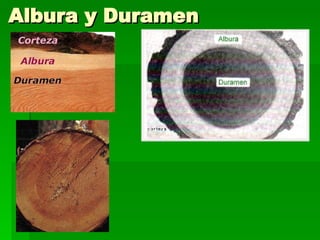 Albura y Duramen 