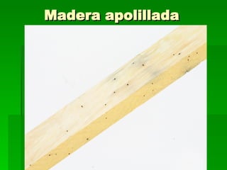 Madera apolillada 