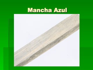 Mancha Azul 