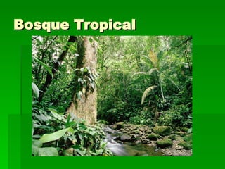 Bosque Tropical 
