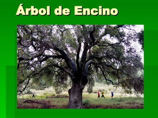 Árbol de  Encino 
