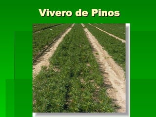 Vivero de Pinos 