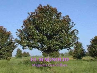 EL MAGNOLIO Magnolia Grandiflora 