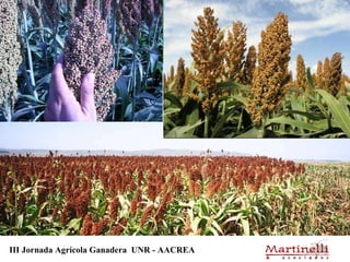 III Jornada Agrícola Ganadera  UNR - AACREA 