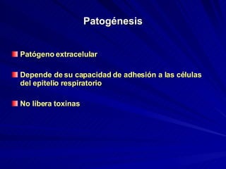 Patogénesis Patógeno extracelular Depende de su capacidad de adhesión a las células del epitelio respiratorio No libera toxinas   