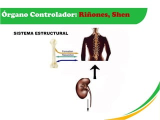 Órgano Controlador:  Riñones, Shen SISTEMA ESTRUCTURAL 