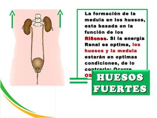 La formación de la medula en los huesos, esta basada en la función de los  Riñones . Si la energía Renal es optima,  los huesos y la medula  estarán en optimas condiciones, de lo contrario: Ocurre  OSTEOPOROSIS. HUESOS FUERTES 