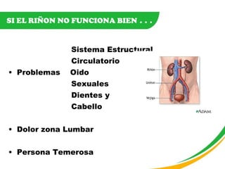 Sistema Estructural Circulatorio  Problemas  Oido Sexuales Dientes y  Cabello Dolor zona Lumbar Persona Temerosa SI EL RIÑON NO FUNCIONA BIEN  . . . 