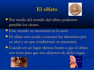 El olfato
   Por medio del sentido del olfato podemos
    percibir los olores.
   Este sentido se encuentra en la nariz.
   El olfato nos ayuda a conocer los alimentos por
    su olor y en que condiciones se encuentra.
   Cuando en un lugar olemos humo o gas el olfato
    nos avisa para que nos alejemos de dicho lugar.
 