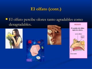 El olfato (cont.)

   El olfato percibe olores tanto agradables como
    desagradables.
 
