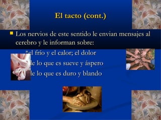 El tacto (cont.)

   Los nervios de este sentido le envian mensajes al
    cerebro y le informan sobre:
       *el frío y el calor; el dolor
       *de lo que es sueve y áspero
       *de lo que es duro y blando
 