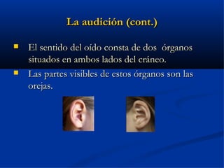 La audición (cont.)

   El sentido del oído consta de dos órganos
    situados en ambos lados del cráneo.
   Las partes visibles de estos órganos son las
    orejas.
 