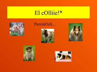El cOlliie!* PerriitOsS... 
