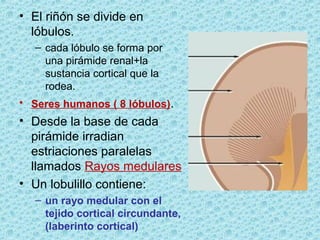 Renal Histologia | PPT