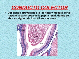 Renal Histologia | PPT