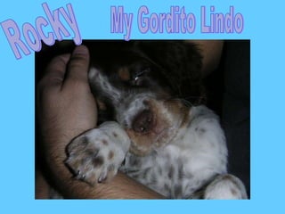 My Gordito Lindo Rocky 