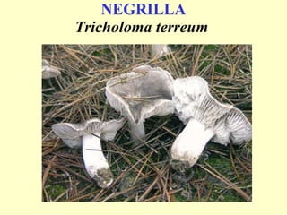 NEGRILLA Tricholoma terreum   