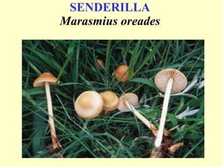 SENDERILLA   Marasmius oreades   