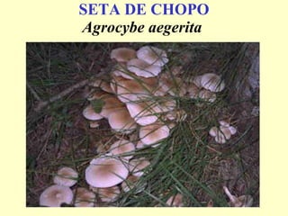 SETA   DE   CHOPO Agrocybe aegerita   