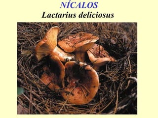 NÍCALOS Lactarius deliciosus   