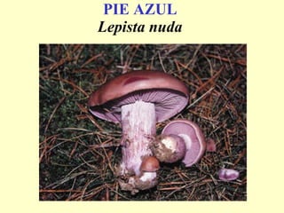 PIE AZUL   Lepista nuda   
