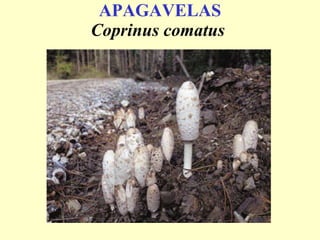 APAGAVELAS Coprinus comatus   
