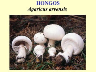 HONGOS Agaricus arvensis   