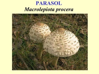 PARASOL   Macrolepiota procera   