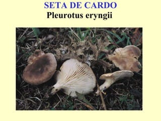 SETA DE CARDO Pleurotus eryngii   