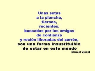 Unas setas  a la plancha,  tiernas,  recientes,  buscadas por los amigos  de confianza  y recién liberadas del zurrón,  son una forma insustituible  de estar en este mundo Manuel Vicent 