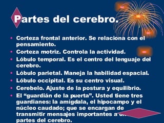 Partes del cerebro. Corteza frontal anterior. Se relaciona con el pensamiento. Corteza motriz. Controla la actividad. Lóbulo temporal. Es el centro del lenguaje del cerebro. Lóbulo parietal. Maneja la habilidad espacial. Lóbulo occipital. Es su centro visual. Cerebelo. Ajuste de la postura y equilibrio. El “guardián de la puerta”. Usted tiene tres guardianes: la amígdala, el hipocampo y el núcleo caudado; que se encargan de transmitir mensajes importantes a diferentes partes del cerebro. 