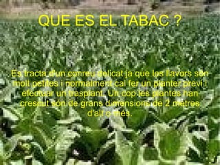 QUE ES EL TABAC ? Es tracta d'un conreu delicat ja que les llavors són molt petites i normalment cal fer un planter previ i efectuar un trasplant. Un cop les plantes han crescut són de grans dimensions de 2 metres d'alt o més. 