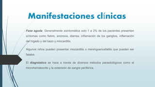 Fase aguda: Generalmente asintomática solo 1 a 2% de los pacientes presentan
síntomas como fiebre, anorexia, diarrea, inflamación de los ganglios, inflamación
del hígado y del bazo y miocarditis.
Algunos niños pueden presentar miocarditis o meningoencefalitis que pueden ser
fatales.
El diagnóstico se hace a través de diversos métodos parasitológicos como el
microhematocrito y la extensión de sangre periférica.
Manifestaciones clínicas
 