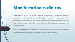 Fase crónica: en el 30% de los pacientes seropositivos se presentan problemas
cardiacos como daño al tejido muscular del corazón y trastornos de la conducción de la
señal eléctrica del corazón, lo que origina la llamada miocardiopatía chagásica crónica.
Hay afectaciones gastrointestinales como dilatación del esófago (megasofago) y del
colon (megacolon).
Para el diagnóstico se requiere la positivización de al menos dos técnicas
serológicas como ELISA, hemaglutinación o inmunofluorescencia
Manifestaciones clínicas
 