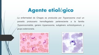 Agente etiológico
La enfermedad de Chagas es producida por Trypanosoma cruzi un
parasito protozoario hemoflagelado perteneciente a la familia
Trypanosomatide, genero trypanosoma, subgénero schizotrypanum, y
grupo estercoraria.
 