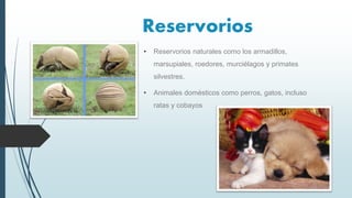 Reservorios
• Reservorios naturales como los armadillos,
marsupiales, roedores, murciélagos y primates
silvestres.
• Animales domésticos como perros, gatos, incluso
ratas y cobayos
 