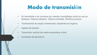 Modo de transmisión
• Es transmitida a los humanos por insectos hematófagos entre los que se
destacan Triatoma infestans, Triatoma dimidiata, Rhodinus prolixus.
• Transfusiones de sangre contaminada, trasplantes de órganos.
• Ingesta del parasito
• Transmisión vertical (de madre seropositiva a feto)
• Accidentes de laboratorio
 