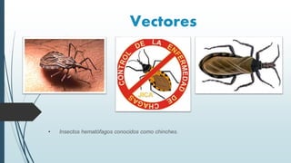 Vectores
.
• Insectos hematófagos conocidos como chinches.
 