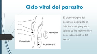 Ciclo vital del parasito
El ciclo biológico del
parasito se completa al
infectar la sangre y otros
tejidos de los reservorios y
en el tubo digestivo del
vector.
 