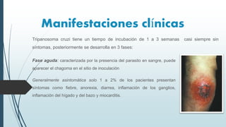 Manifestaciones clínicas
Fase aguda: caracterizada por la presencia del parasito en sangre, puede
aparecer el chagoma en el sitio de inoculación
Generalmente asintomática solo 1 a 2% de los pacientes presentan
síntomas como fiebre, anorexia, diarrea, inflamación de los ganglios,
inflamación del hígado y del bazo y miocarditis.
Tripanosoma cruzi tiene un tiempo de incubación de 1 a 3 semanas casi siempre sin
síntomas, posteriormente se desarrolla en 3 fases:
 